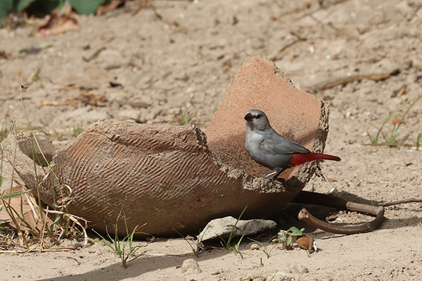 Lavender Waxbill